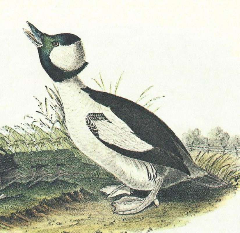 Closer View of Male<br>(Origin of the Specimen: Audubon Painting)