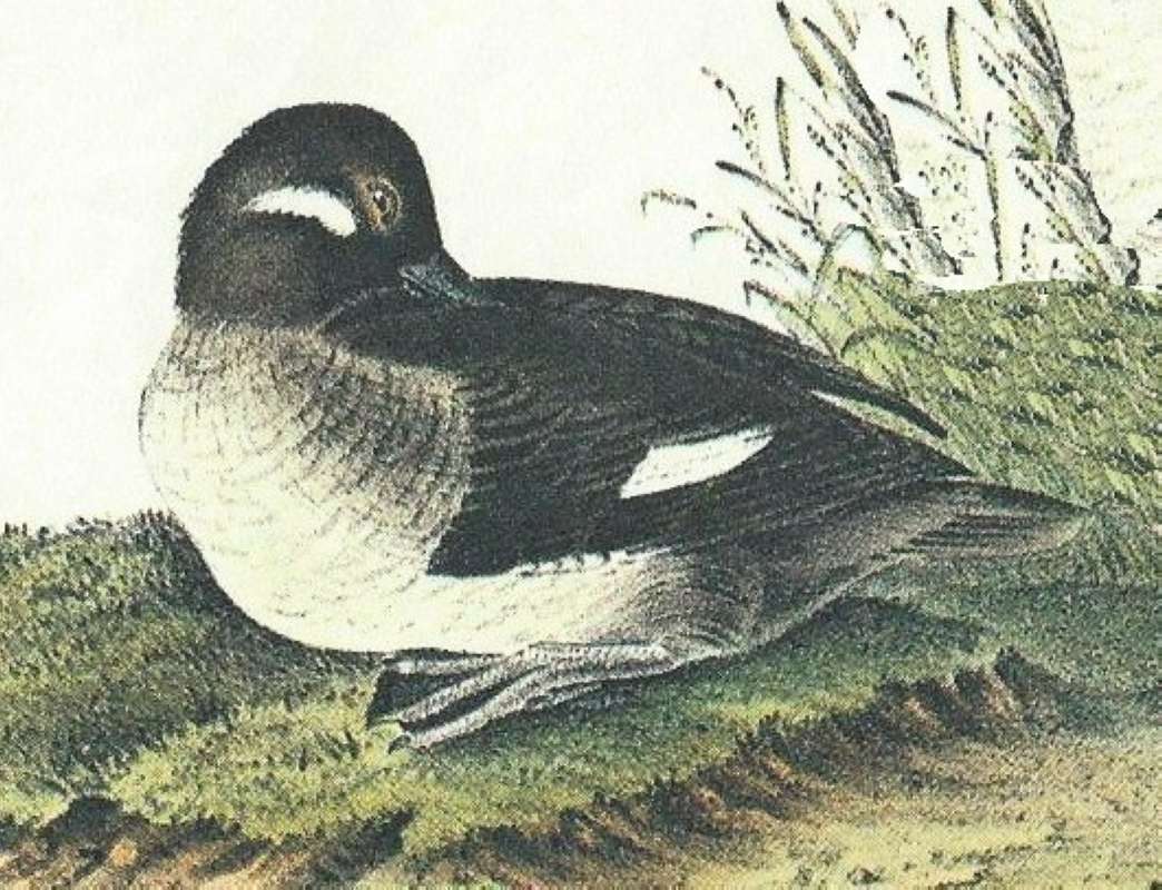 Closer View of Female<br>(Origin of the Specimen: Audubon Painting)