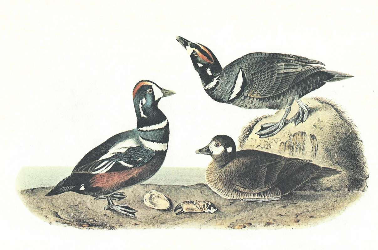 Male on Left, Female Above, oung Male Below<br>(Origin of the Specimen: Audubon Painting)
