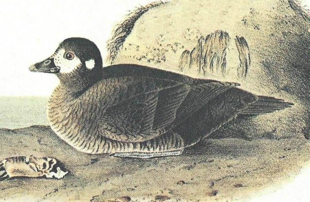 Closer View of Young Male<br>(Origin of the Specimen: Audubon Painting)