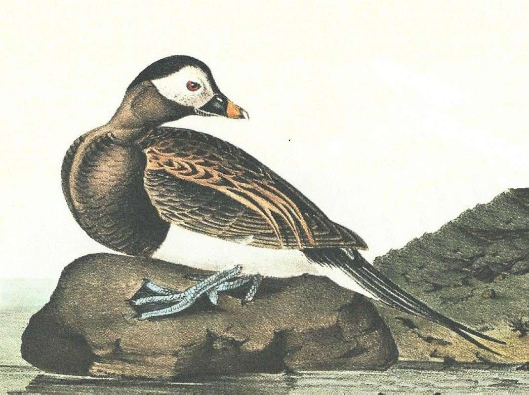 Closer View of Summer Male<br>(Origin of the Specimen: Audubon Painting)