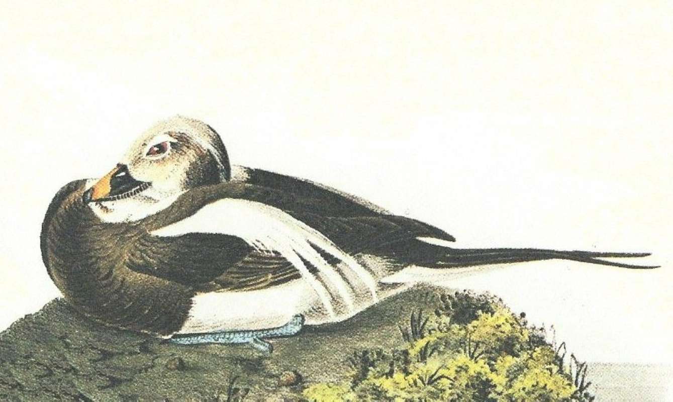 Closer View of Winter Male<br>(Origin of the Specimen: Audubon Painting)