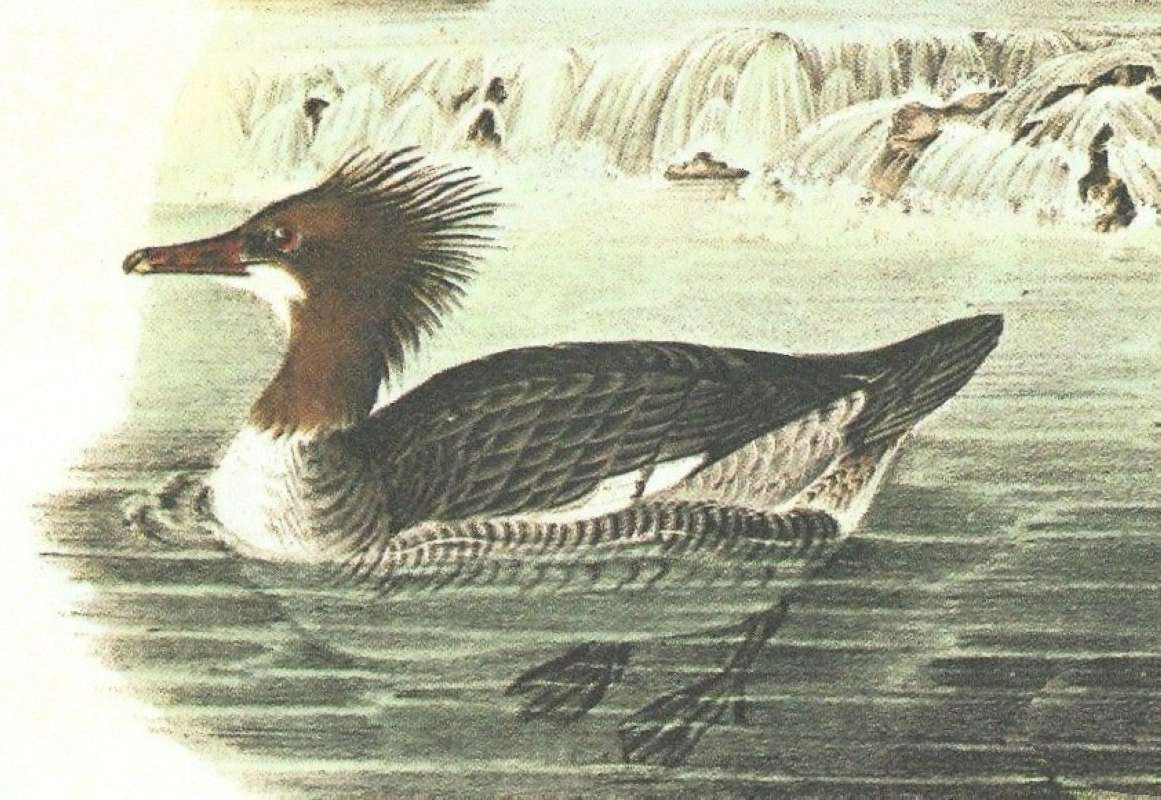 Closer View of Female<br>(Origin of the Specimen: Audubon Painting)