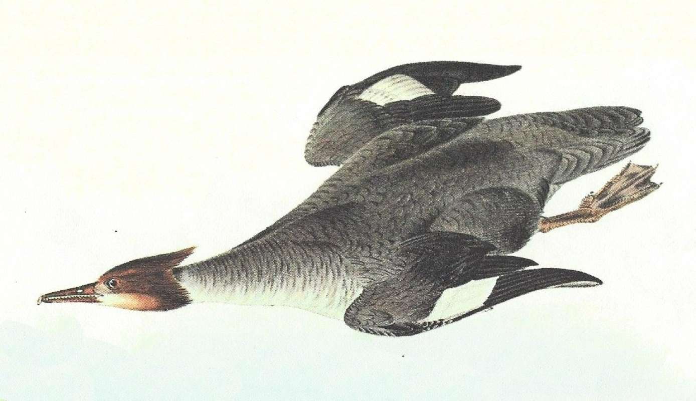 Closer View of Female<br>(Origin of the Specimen: Audubon Painting)