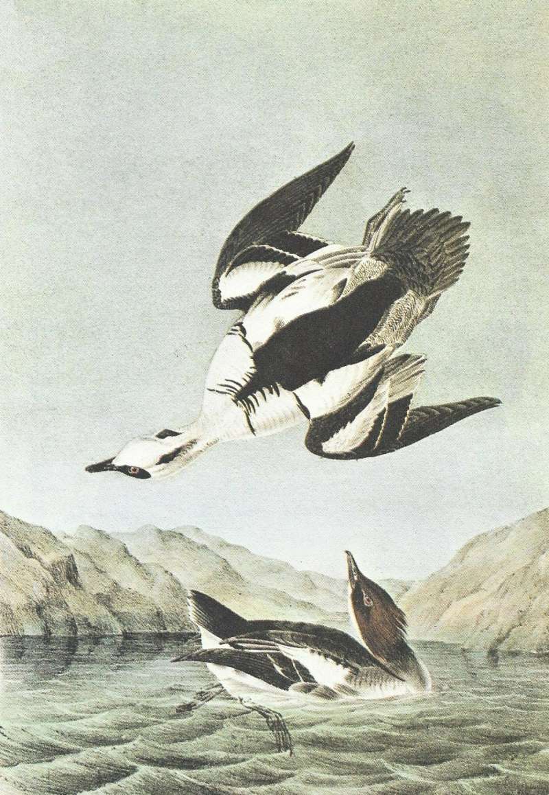 Pair - Male in Flight<br>(Origin of the Specimen: Audubon Painting)
