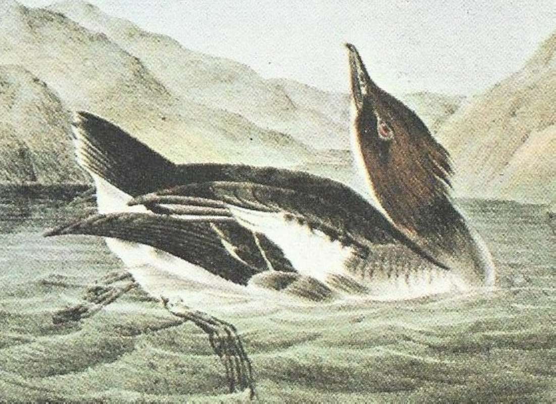 Closer View of Female<br>(Origin of the Specimen: Audubon Painting)