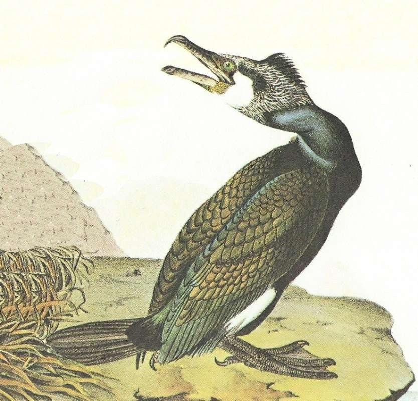 Closer View of Mlae<br>(Origin of the Specimen: Audubon Painting)