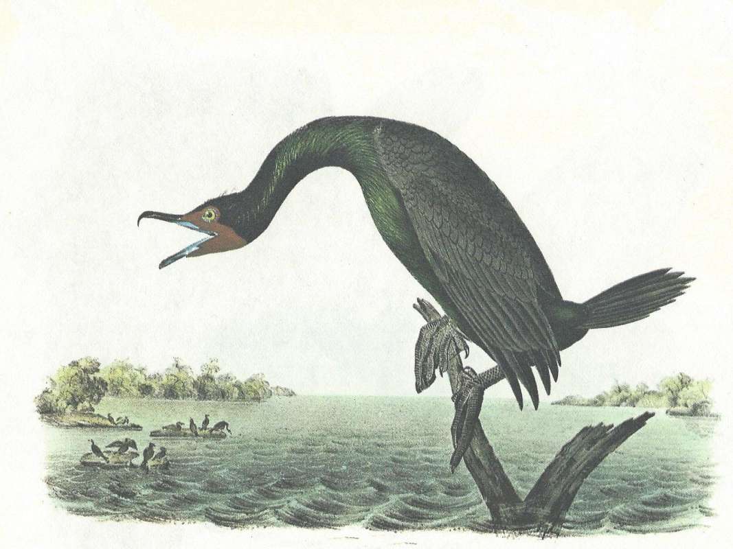 Male - Standing ON Branch<br>(Origin of the Specimen: Audubon Painting)