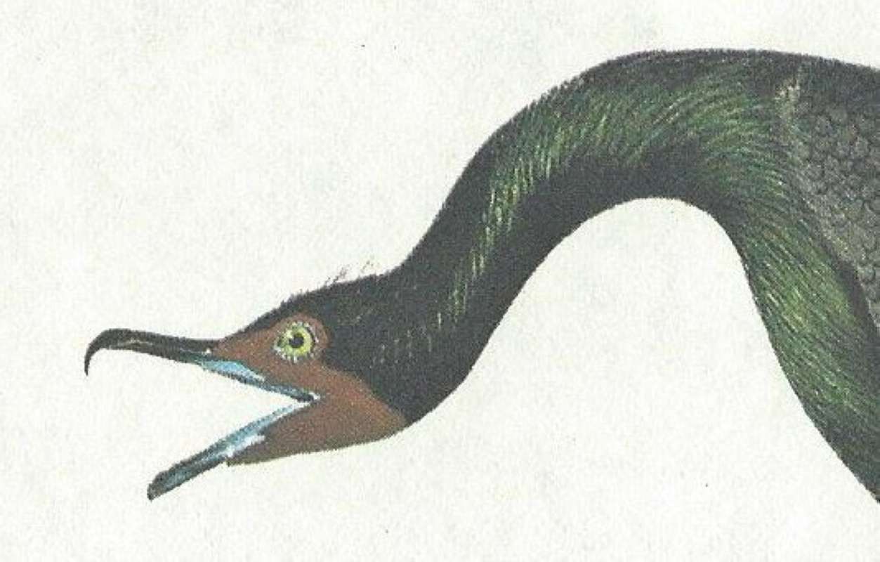 Closer View of Male Head<br>(Origin of the Specimen: Audubon Painting)