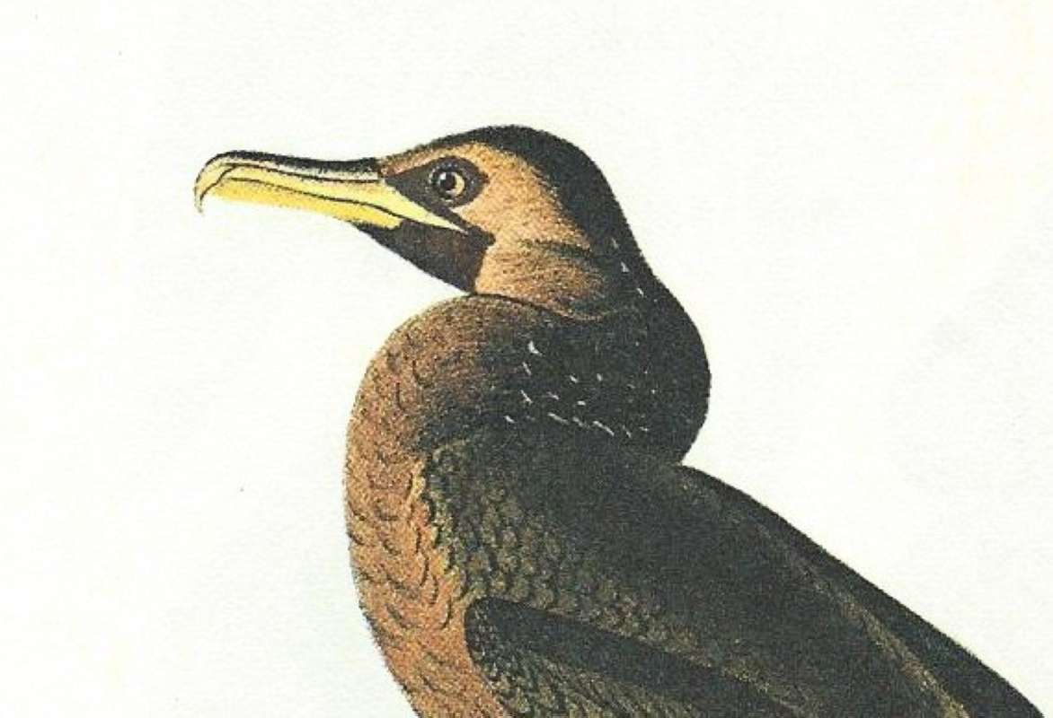 Closer View of Head<br>(Origin of the Specimen: Audubon Painting)