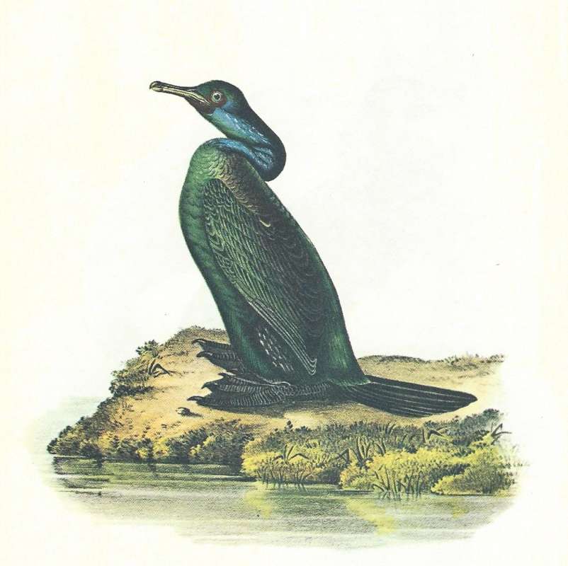Standing on Rock<br>(Origin of the Specimen: Audubon Panting)