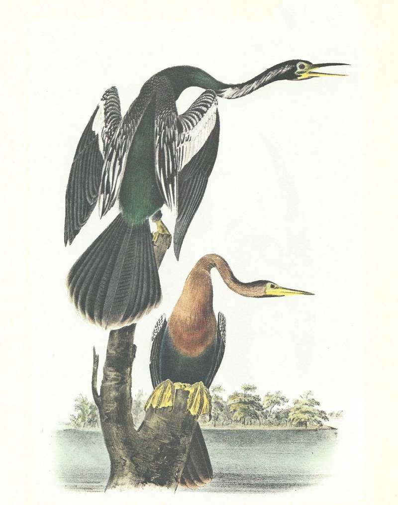 Pair - Male Above, Female Below<br>(Origin of the Specimen: Audubon Painting)