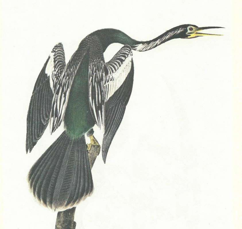 Closer View of Male<br>(Origin of the Specimen: Audubon Painting)