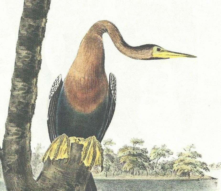 Closer Viewof Female<br>(Origin of the Specimen: Audubon Painting)
