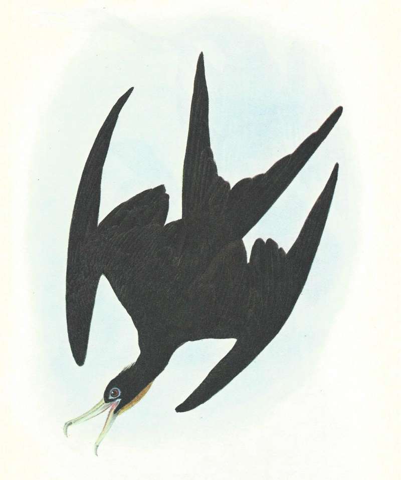 Male  - In Flight Diving<br>(Origin of the Specimen: Audobon Painting)