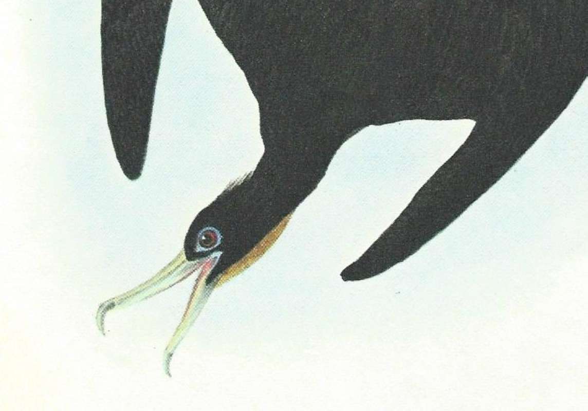 Clossr View of Head and Neck<br>(Origin of the Specimen: Audobon Painting)