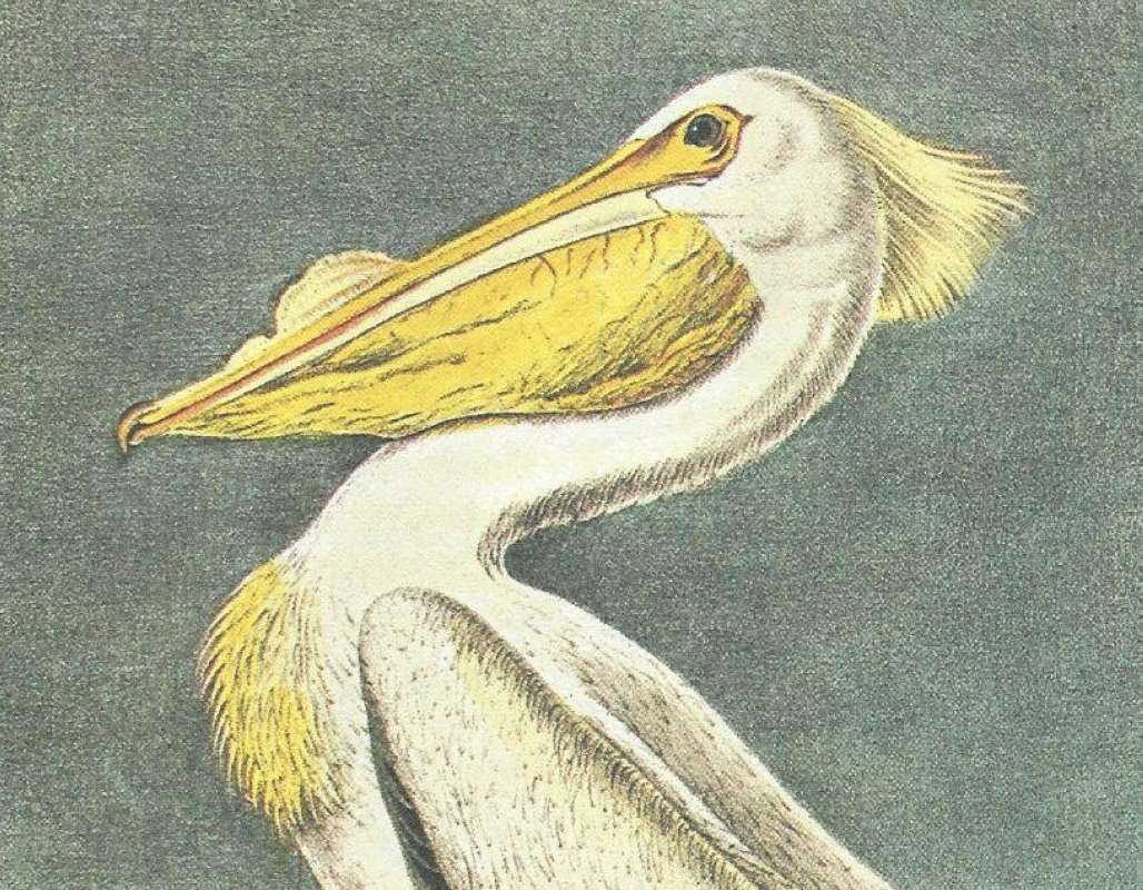 Closer View of Head and Neck<br>(Origin of the Specimen: Audubon Painting)