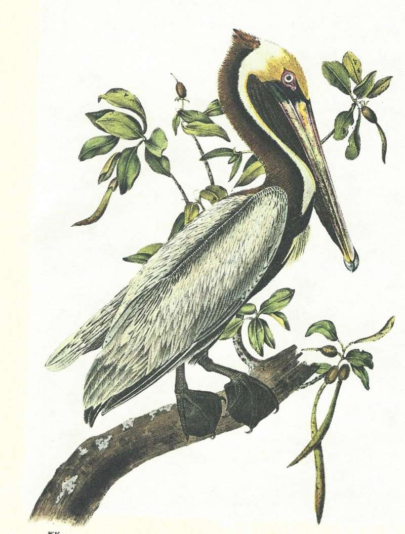 Adult Male on Branch<br>(Origin of the Specimen: Audubon Painting)