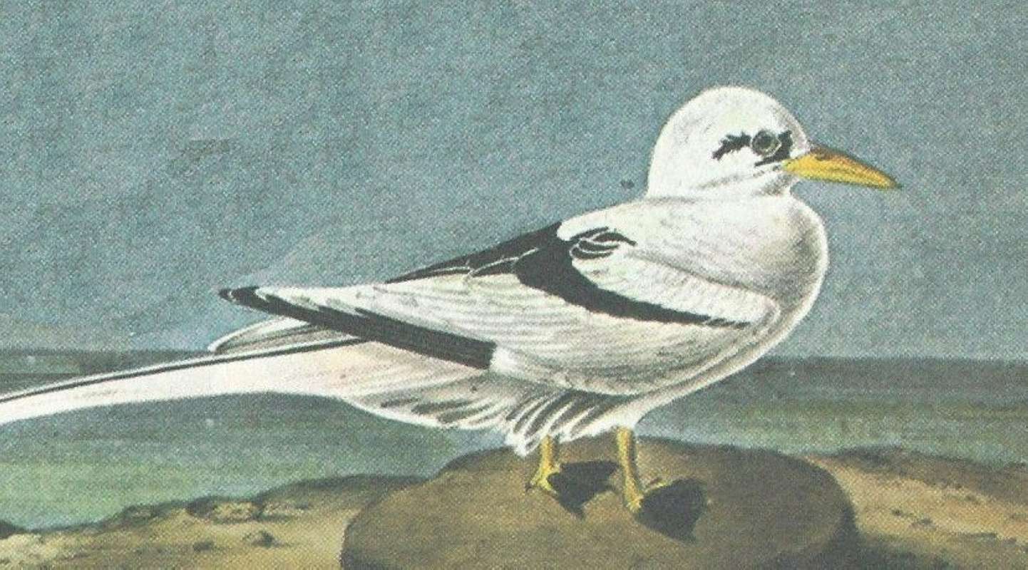 Closer View of Female<br>(Origin of the Specimen: Audubon Painting)