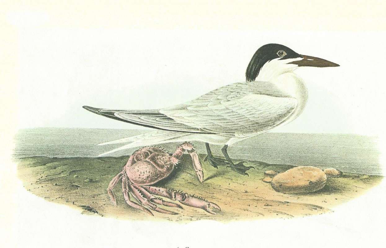 Male - Perched - Side View<br>(Origin of the Specimen: Audubon Panting)