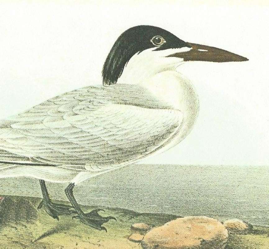 Male - Head and Front of Body<br>(Origin of the Specimen: Audubon Panting)