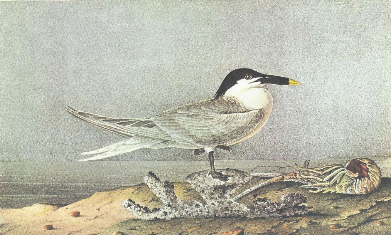Standing on One Leg - Male<br>(Origin of the Specimen: Audubon Painting)