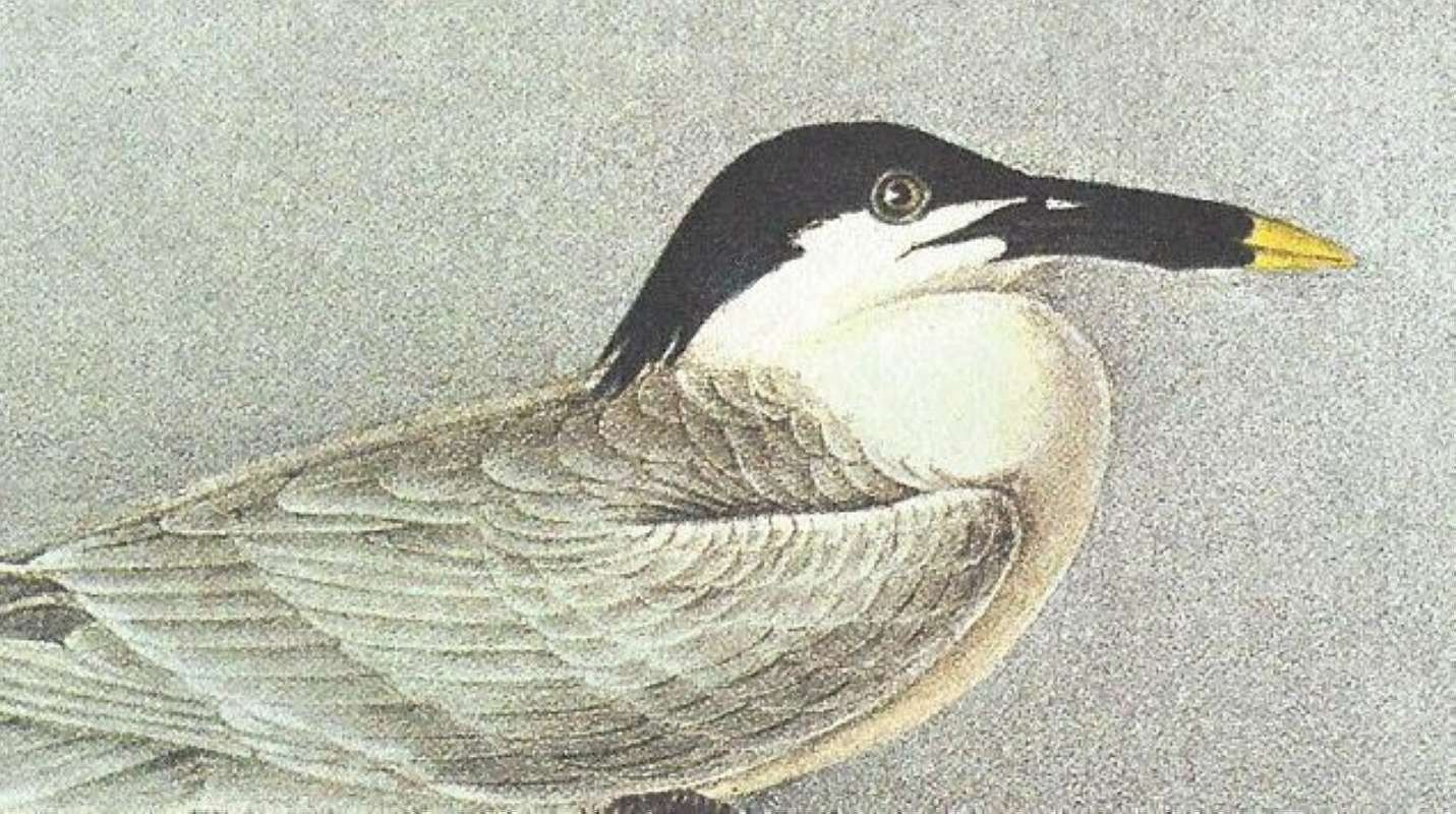 Closer View -Male<br>(Origin of the Specimen: Audubon Painting)