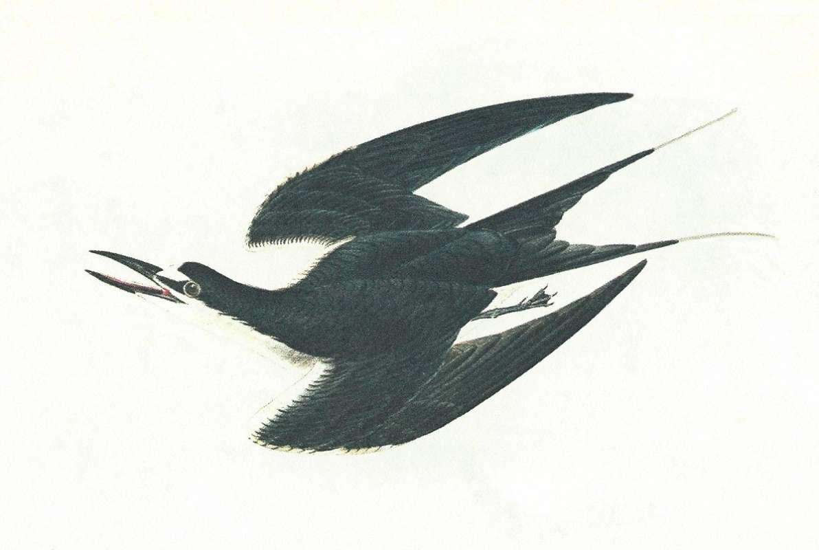 In Flight<br>(Origin of the Specimen: Audubon Painting)