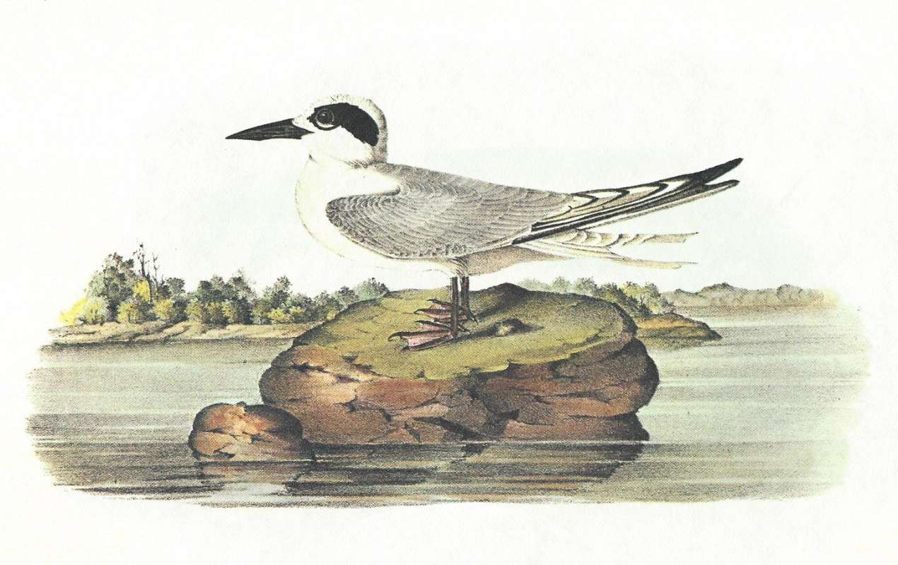 Male - Standing on Rock<br>(Origin of the Specimen: Audubon Painting)