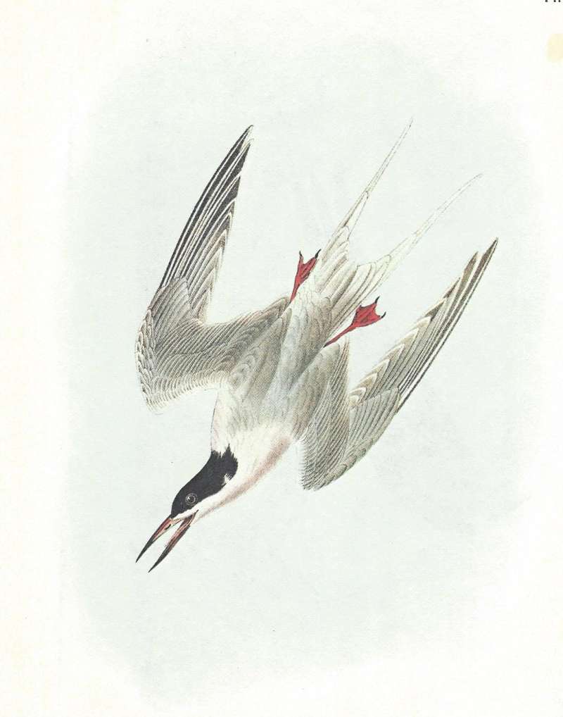 Male - Diving in Flight<br>(Origin of the Specimen: Audubon Painting)
