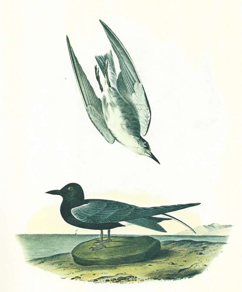 Female Above, Male Below<br>(Origin of the Specimen: Audubon Painting)