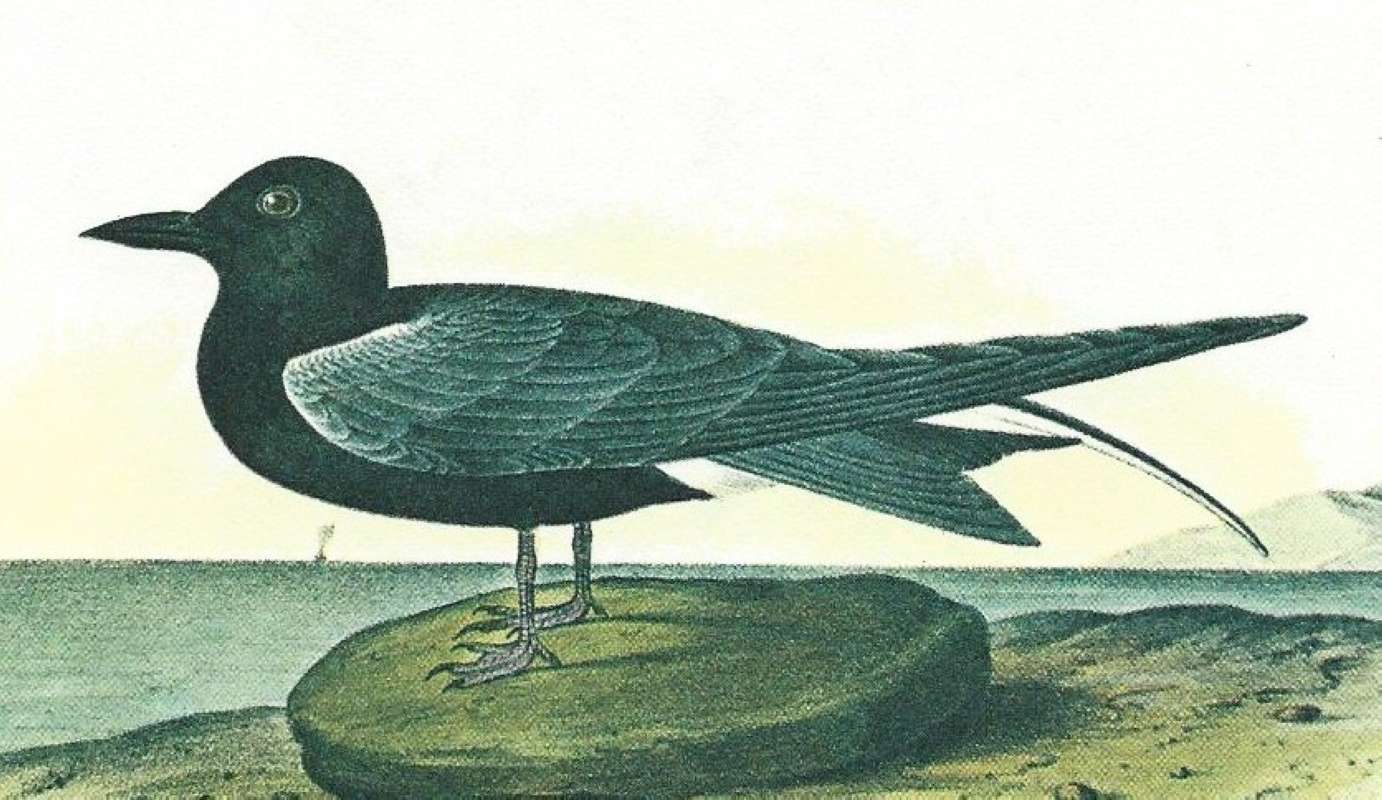 Male on Ground<br>(Origin of the Specimen: Audubon Painting)