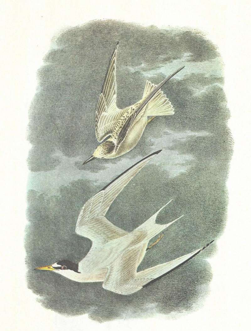 Young Above,  Adult  Below<br>(Origin of the Specimen: Audubon Painting)