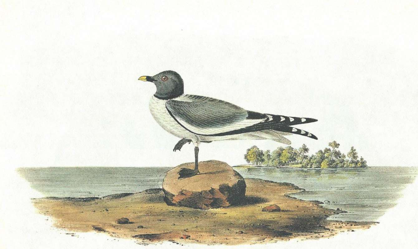 Standing On One Leg on Rock<br>(Origin of the Specimen: Audubon Painting)