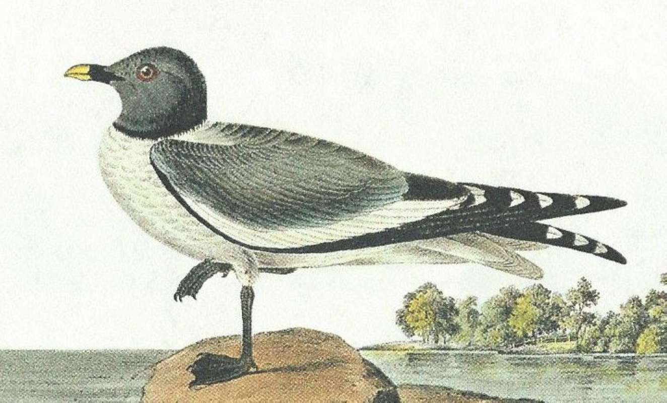 Closer View of Male<br>(Origin of the Specimen: Audubon Painting)