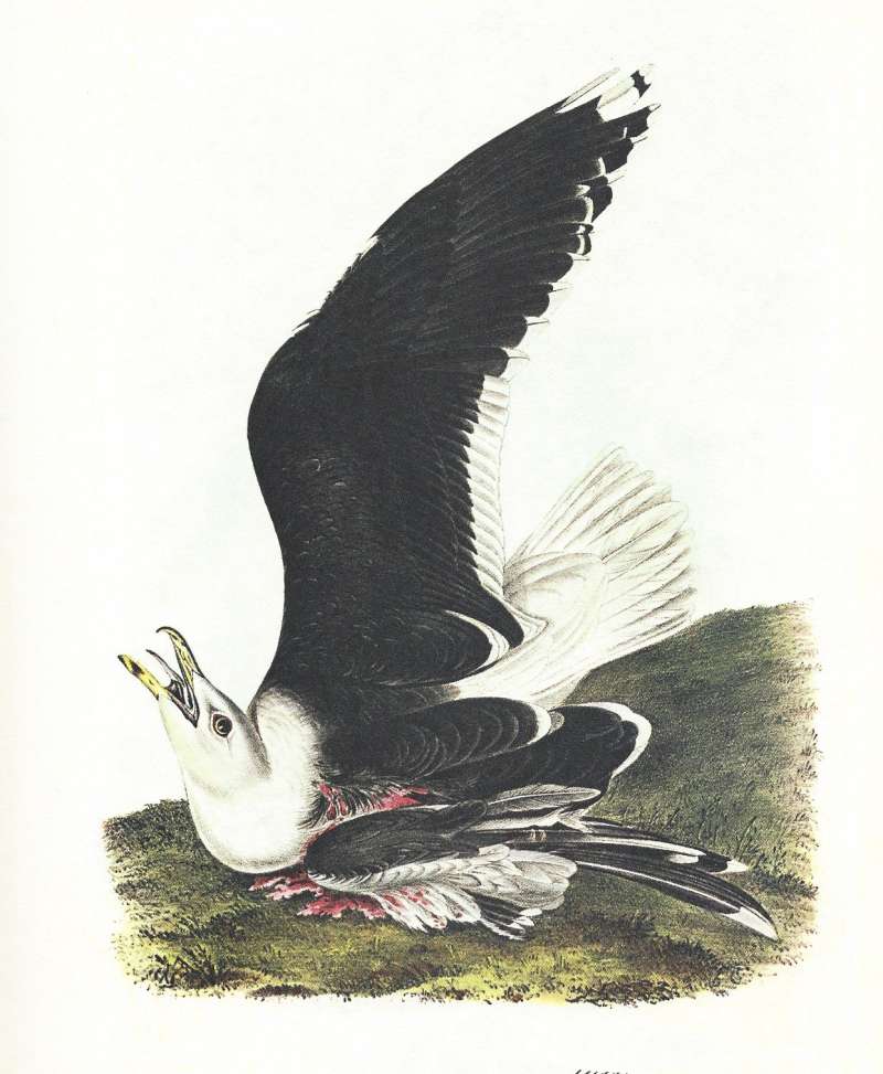 Adult Male<br>(Origin of the Specimen: Audubon Painting)