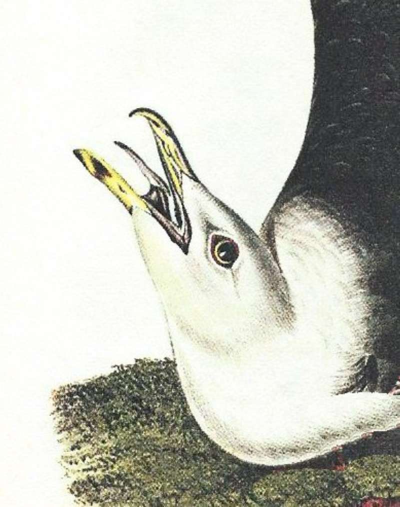 Closer View of Adult Male<br>(Origin of the Specimen: Audubon Painting)