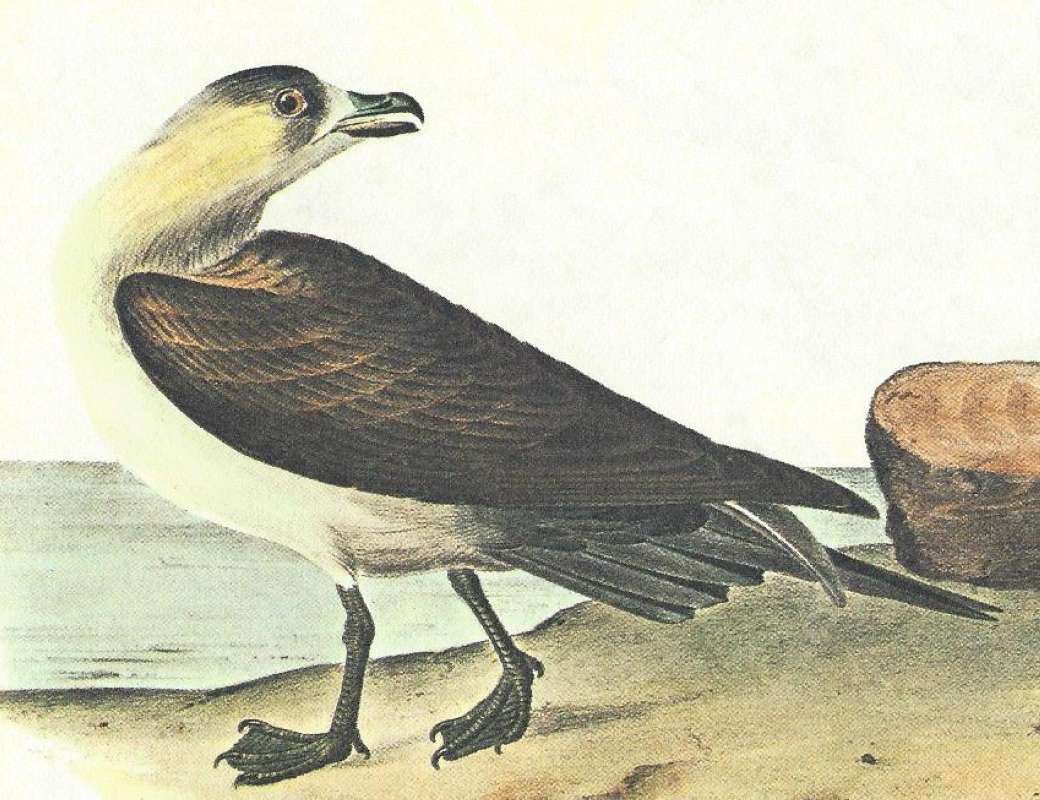 Clsoer View of Adult Mlae<br>(Origin of the Specimen: Audubon Painting)