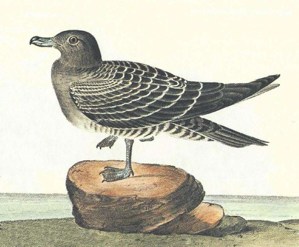 Closer View of Young<br>(Origin of the Specimen: Audubon Painting)