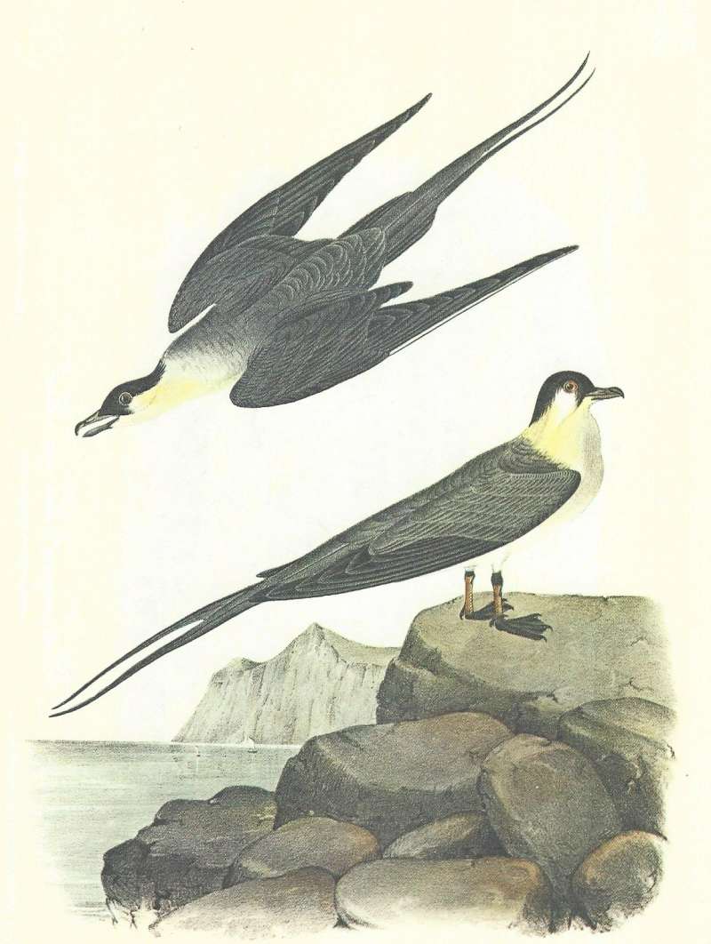 two Adults<br>(Origin of the Specimen: Audubon  Painting)