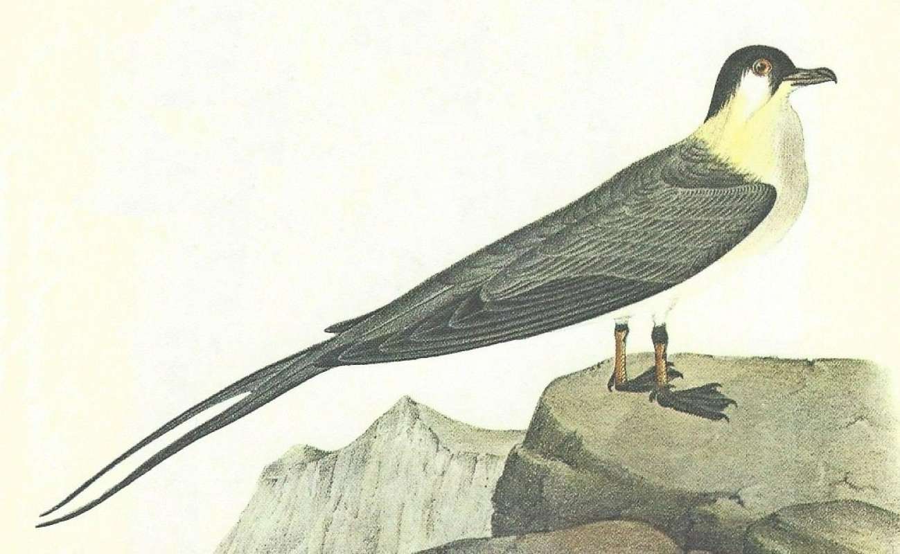 Adulta Perched<br>(Origin of the Specimen: Audubon  Painting)