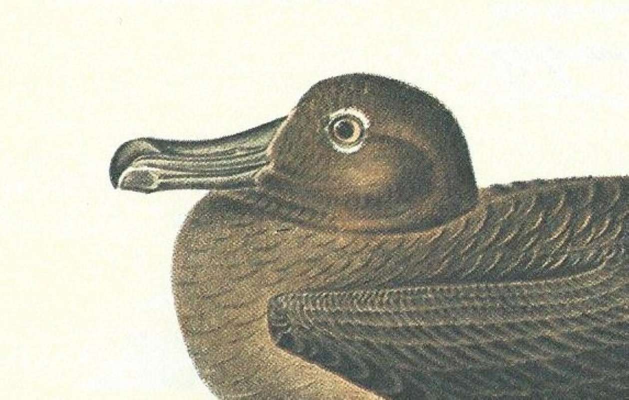 Closer View of Head<br>(Origin of the Specimen: Audubon Painting)