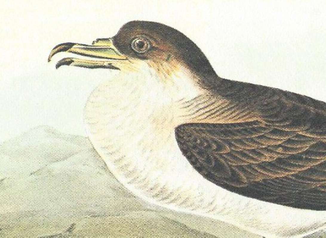 Cloer View of Male<br>(Origin of the Specimen: Audubon Painting)