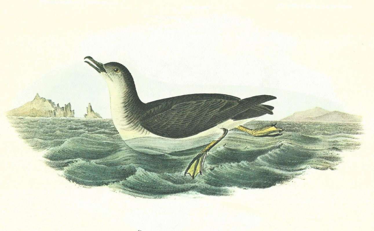 Male on Water - Looking Up<br>(Origin of the Specimen: Audubon Painting)
