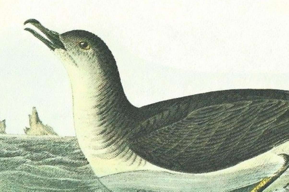 Closer View of Male on Water<br>(Origin of the Specimen: Audubon Painting)