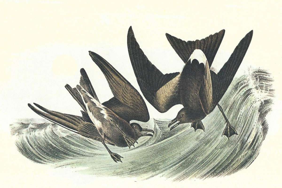 Piar in Flight, Mlae on Right, Female on Left<br>(Origin of the Specimen: Audubon Painting)