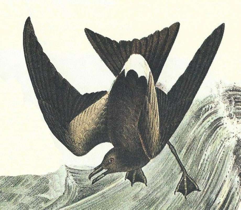 Clsoer View of Male<br>(Origin of the Specimen: Audubno Painting)
