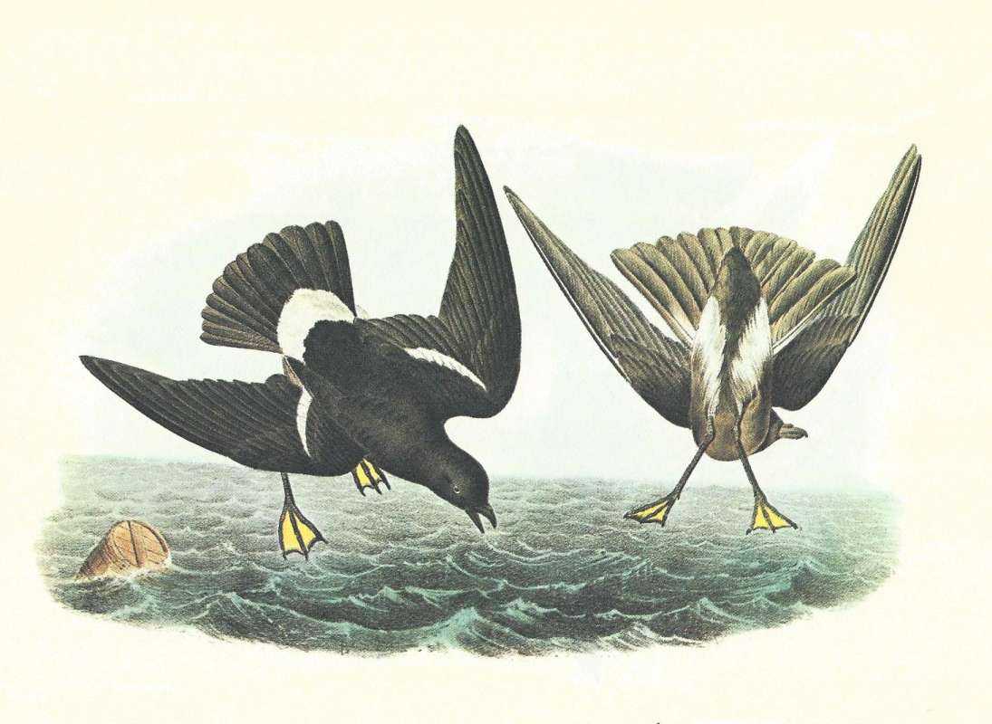 Male on Left, Female on Right<br>(Origin of the Specimen: Audubon Painting)