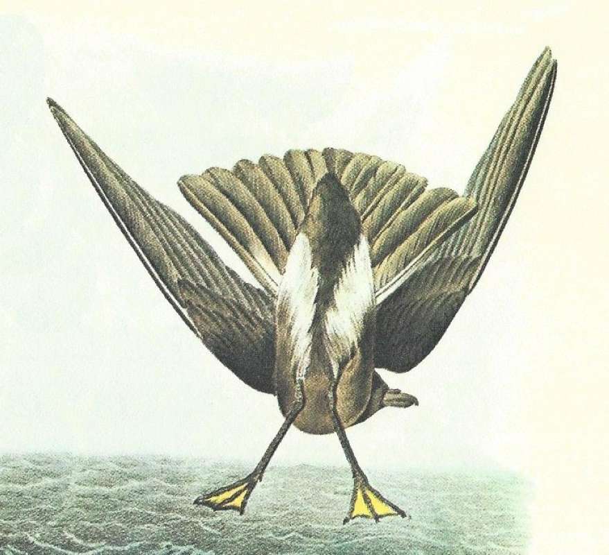Cloer View of Female<br>(Origin of the Specimen: Audubon Painting)
