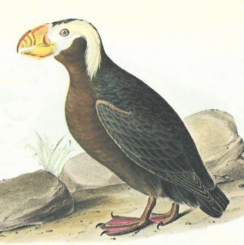 Closer View of Mlae<br>(Origin of the Specimen: Audubon Painting)